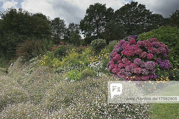 Vorgarten mit Hortensie (Hydrangea) und Spanischen Gänseblümchen (Erigeron karvinskianus)  Bretagne  Frankreich  Europa