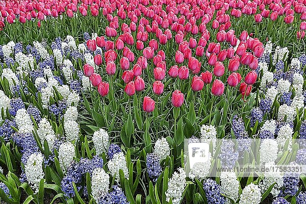 Beet mit pinkfarbenen Tulpen (Tulipa) und Hyazinthen (Hyacinthus)  weiß und blau  Gartenanlage Keukenhof  Lisse  Bollenstreek  Südholland  Niederlande  Europa