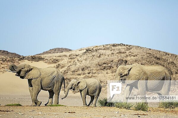Afrikanischer Elefant (Loxodonta africana)  sogenannter Wüstenelefant  Kuh rechts mit zwei unterschiedlich alten Kälbern an einer Wasserstelle  in der Nähe des Hoanib-Flusses  Damaraland  Kunene-Region  Namibia  Afrika