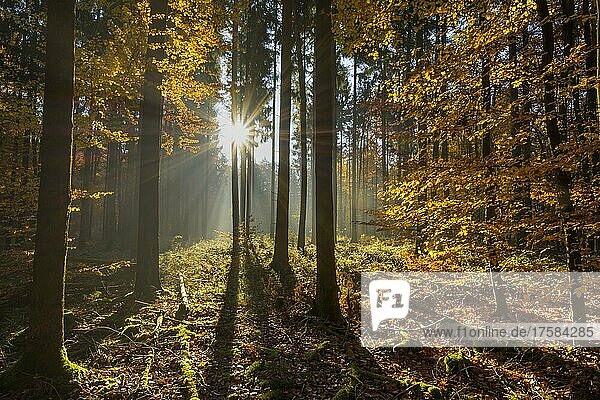 Sonne im Herbstwald  Odenwald  Hessen  Deutschland  Europa