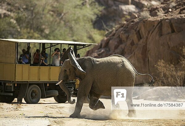 African Elephant (Loxodonta africana)  so-called desert elephant  furious subadult bull next to a game drive vehicle  in the dry bed of the Ugab river  Damaraland  Namibia  Africa