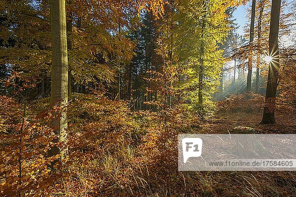 Bunter Laubwald mit Sonne im Herbst  Vielbrunn  Odenwald  Hessen  Deutschland  Europa