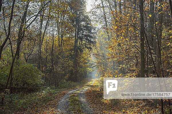Weg im Herbstwald mit Sonne  Odenwald  Hessen  Deutschland  Europa