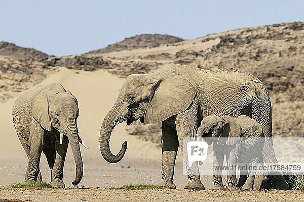 Afrikanischer Elefant (Loxodonta africana)  sogenannter Wüstenelefant  Kuh mit zwei unterschiedlich alten Kälbern an einer Wasserstelle  in der Nähe des Hoanib-Flusses  Damaraland  Kunene-Region  Namibia  Afrika