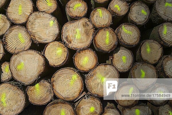 Brennholzstapel mit farbigen Markierungen  Odenwald  Hessen  Deutschland  Europa