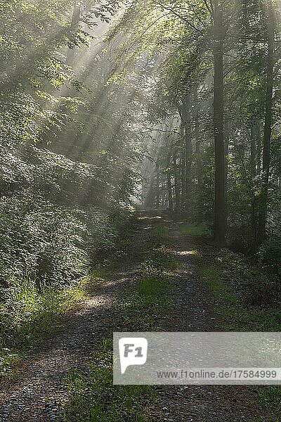 Forest road with haze and sunbeams in the morning  Spring  Laudenbach  Bavaria  Germany  Europe