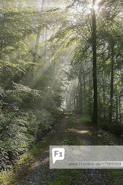 Waldweg mit Dunst und Sonnenstrahlen am Morgen,  Frühling,  Laudenbach,  Bayern,  Deutschland,  Europa