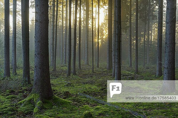 Fichtenwald bei Sonnenaufgang mit Dunst  Vielbrunn  Odenwald  Hessen  Deutschland  Europa