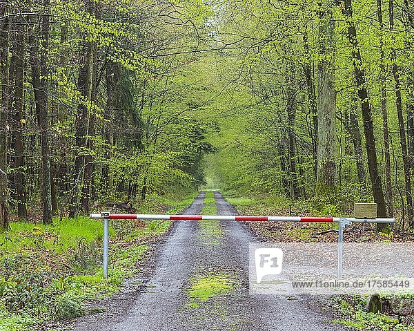 Wald nach Regen im Frühling mit Barriere  Kreuzwertheim  Bayern  Deutschland  Europa