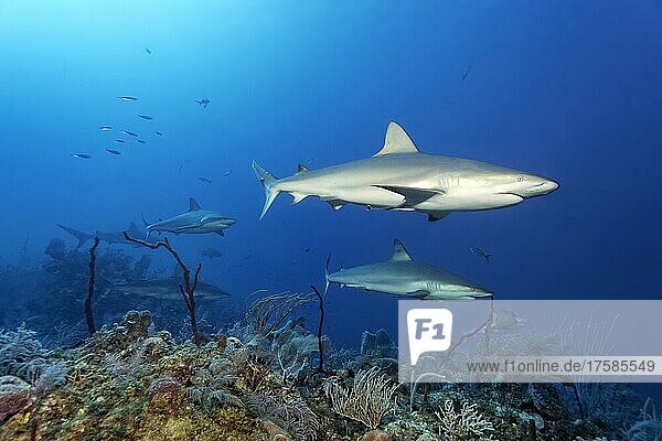 Caribbean reef shark (Carcharhinus perezi)  swimming over coral reef  five  Jardines de la Reina  Caribbean Sea  Republic of Cuba  Caribbean Sea