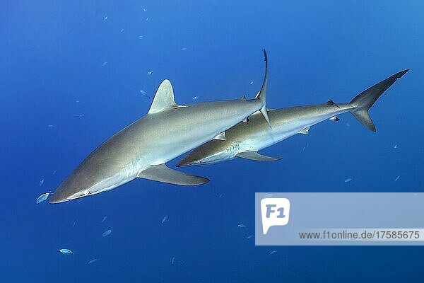 Seidenhai (Carcharhinus falciformis) schwimmt im Blau  zwei  Nationalpark Jardines de la Reina  Karibisches Meer  Republik Kuba  Karibik