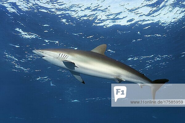 Silky shark (Carcharhinus falciformis) swimming in the blue  Jardines de la Reina National Park  Caribbean Sea  Republic of Cuba  Caribbean Sea