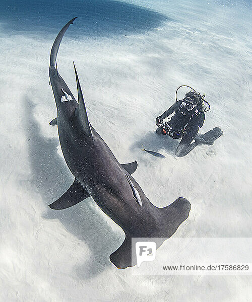 Bahamas  Bimini  Diver photographing hammerhead shark swimming in sea