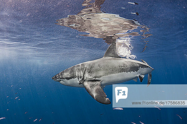 Mexico  Guadalupe Island  Great white shark in sea