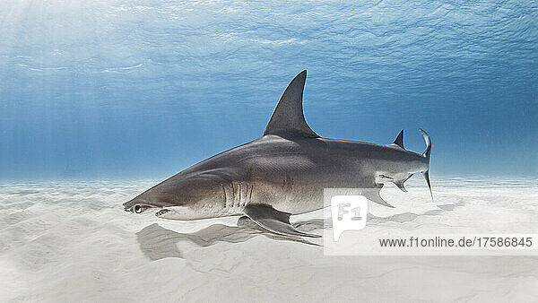 Bahamas  Bimini  Shark swimming in sea