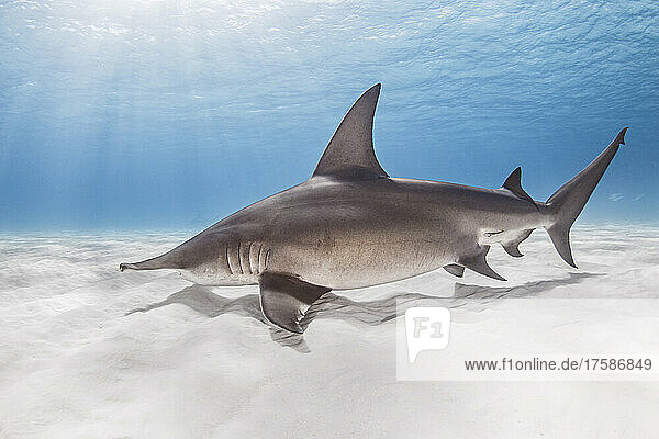 Bahamas  Shark swimming in sea
