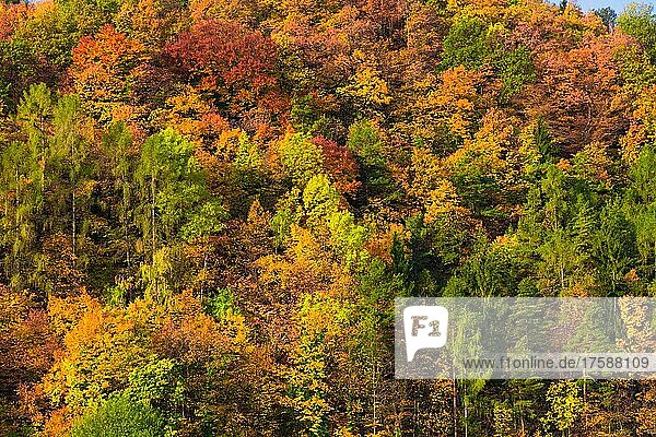 Hügel mit bunten Bäumen im Herbst  Wald  Region Steiermark  Österreich  Europa
