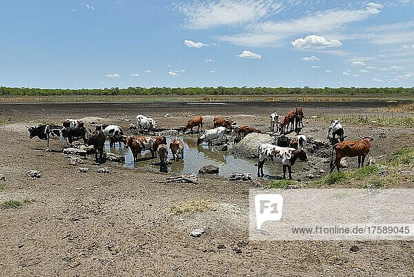 Rinder an einem Wasserloch in der Provinz Inhambane  Mosambik  Afrika
