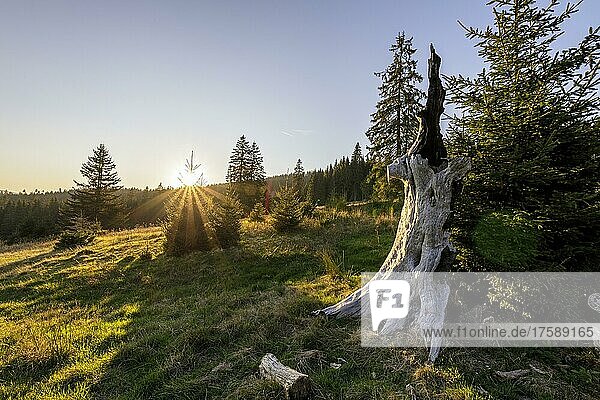 Meadow in the forest at sunrise in Todtnauberg  Black Forest  Baden-Württemberg  Germany  Europe