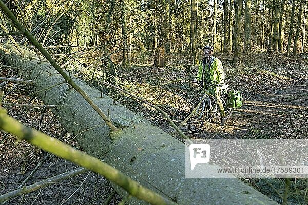 Woman cycling through the forest on an e-bike after a storm  a fallen tree blocks the way  Lüneburg  Lower Saxony  Germany  Europe