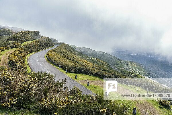 Straße und Landschaft mit Ginster auf der kargen Hochebene von Paul da Serra  Madeira  Portugal  Europa