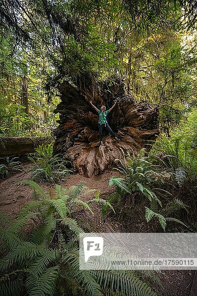 Junge Frau steht im umgefallenen Baumstamm eines Mammutbaums  Küstenmammutbaum (Sequoia sempervirens)  Wald mit Farnen und dichter Vegetation  Jedediah Smith Redwoods State Park  Simpson-Reed Trail  Kalifornien  USA  Nordamerika