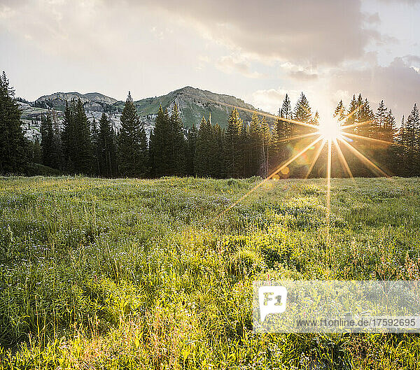 United States  Utah  Alpine  Green meadow and mountain landscape at sunset
