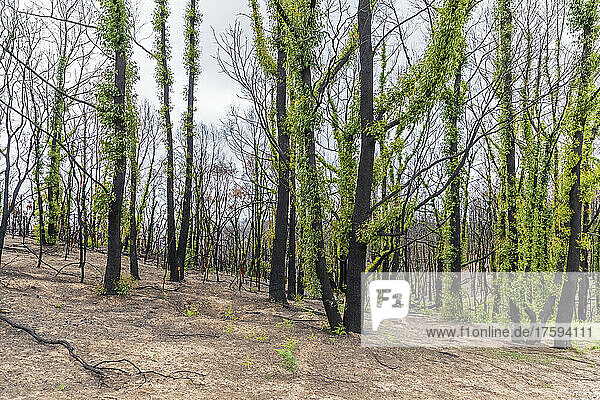 Verbrannte Waldbäume sprießen nach einem Waldbrand