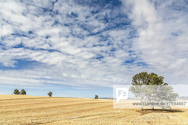 Summer clouds over Stubble Field in Clare Valley