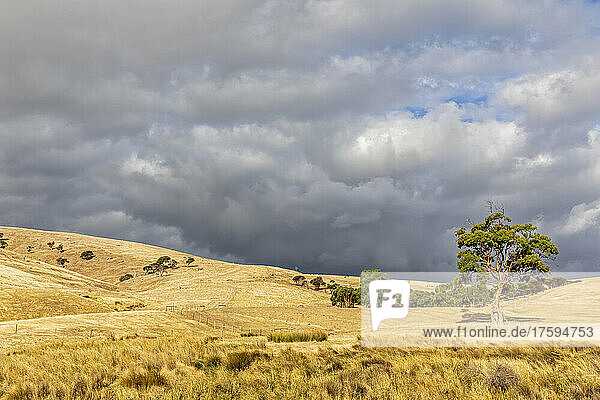 Australia  South Australia  Cloudy sky over yellow grassy hills