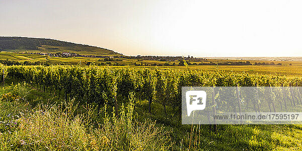 France  Alsace  Saint-Hippolyte  Green vineyard at summer dusk
