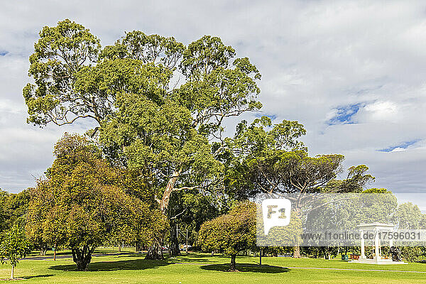Australia  South Australia  Adelaide  Green trees in Angas Gardens with Angas Family Memorial in background