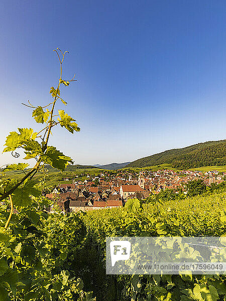 France  Alsace  Riquewihr  Clear sky over summer vineyard with village in background
