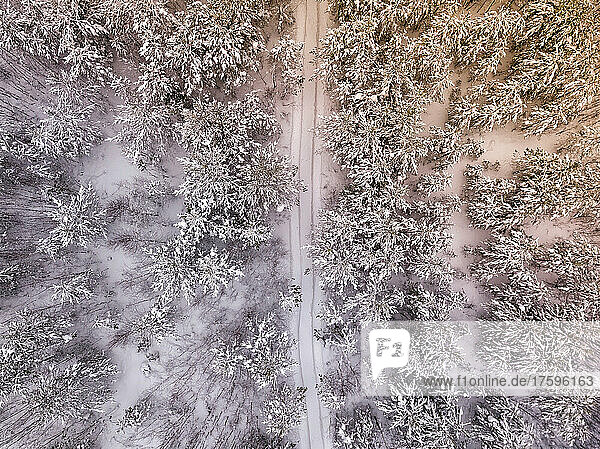 Aerial view of snow covered forest