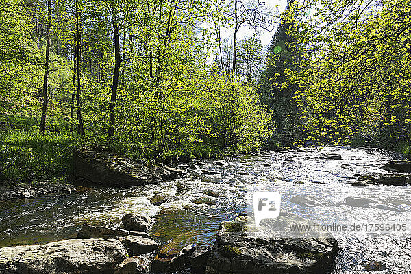 Rur river flowing through rocks on sunny day at Eifel Nature Park  Monschau region  Germany