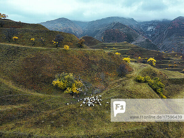 Flock of sheep and rams on mountain at North Caucasus  Dagestan  Russia