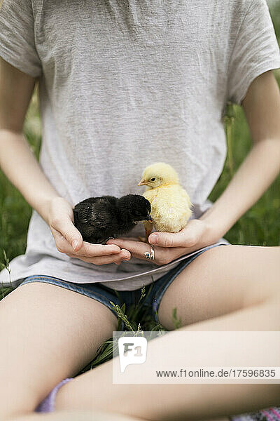 Girl with baby chickens at farm