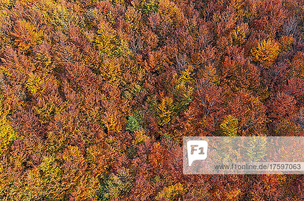 View of colorful deciduous forest in autumn  Salzkammergut  Upper Austria  Austria