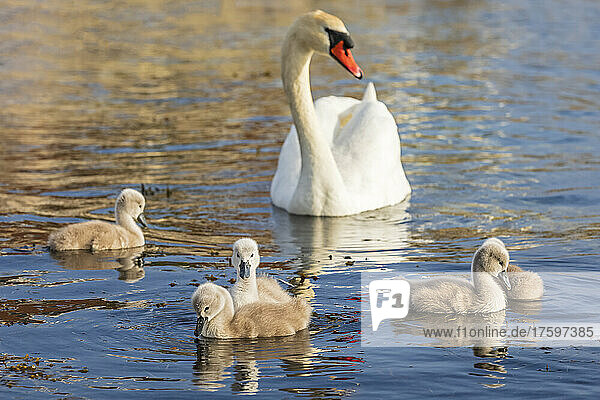 Adult swan swimming with cygnets on water