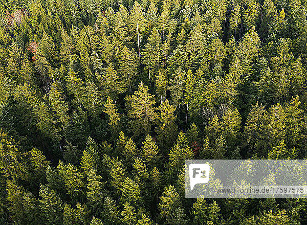 Drone view of green coniferous forest trees