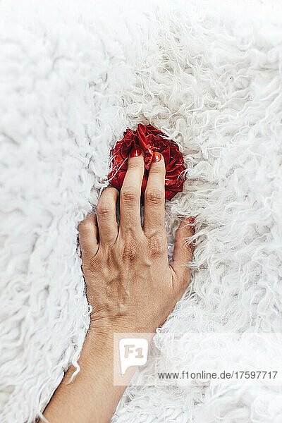 Hand of woman caressing red rose on white soft rug