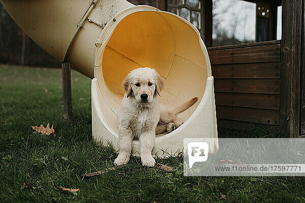 Golden retriever puppy sitting in slide at meadow