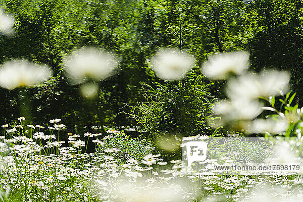 Daisies blooming in springtime meadow