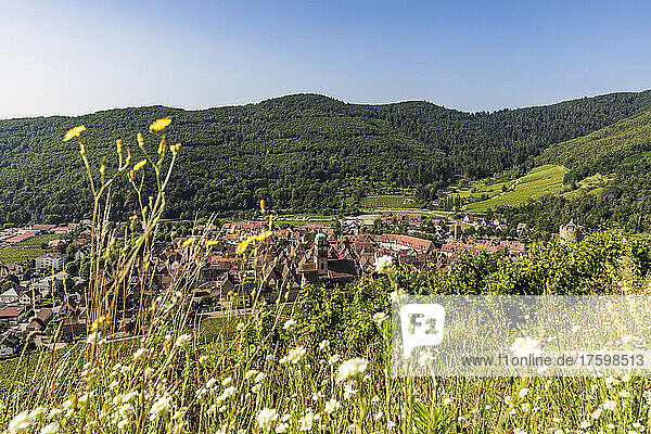 France  Alsace  Riquewihr  Rural village in summer with vineyard and blooming wildflowers in foreground