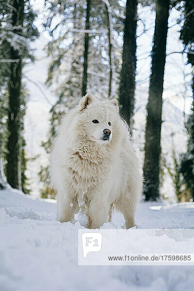 Samoyed dog standing on snow
