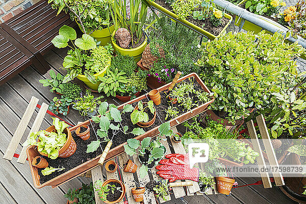 Planting of various herbs and vegetables on balcony garden
