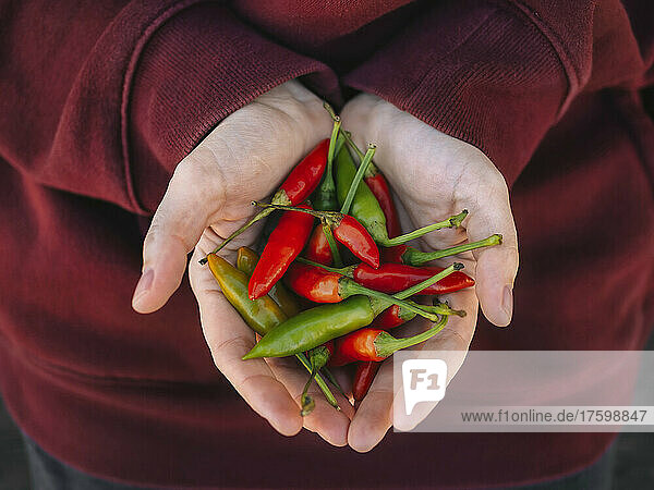 Woman with hands cupped holding fresh red and green chilies