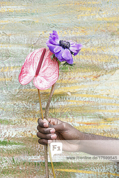 Young man holding flamingo lily and purple flower in front of wall