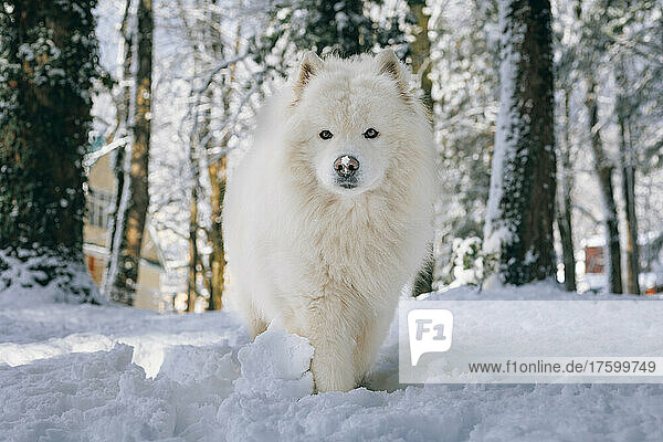 Samoyed dog walking on snow in forest