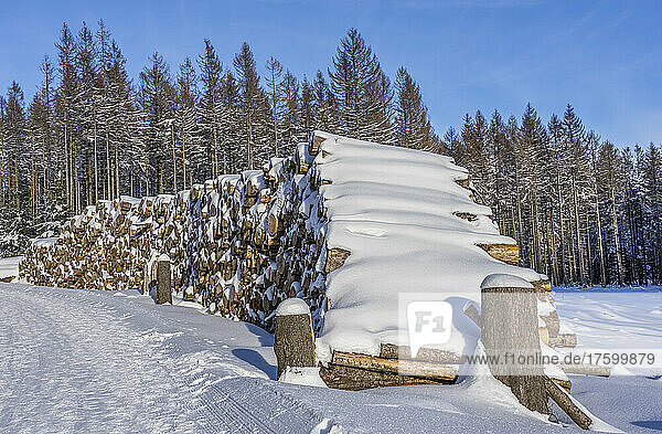 Logs covered with snow at Harz National Park  Wernigerode  Saxony-Anhalt  Germany